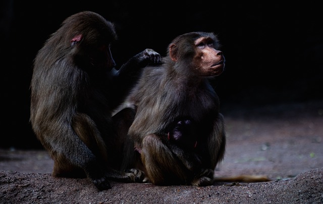 Hoe scoor je korting voor zoo antwerpen?